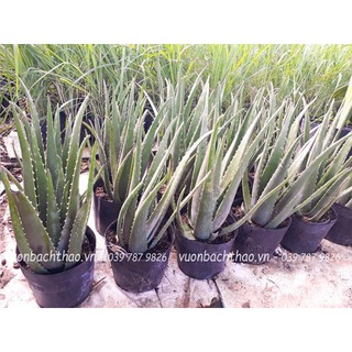 Cây nha đam (cây lô hội) trồng sân vườn