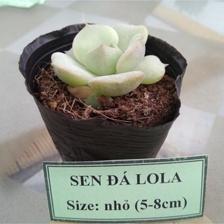 Sen đá lola - size nhỏ (5-8cm)