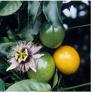 HẠT GIỐNG CHANH LEO CÁC LOẠI - 1 GÓI