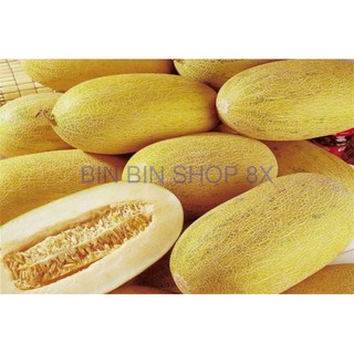 HẠT GIỐNG DƯA LƯỚI VÀNG - 10 HẠT