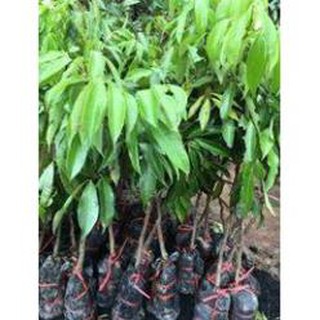 CÂY GIỐNG VẢI KHÔNG HẠT 39K