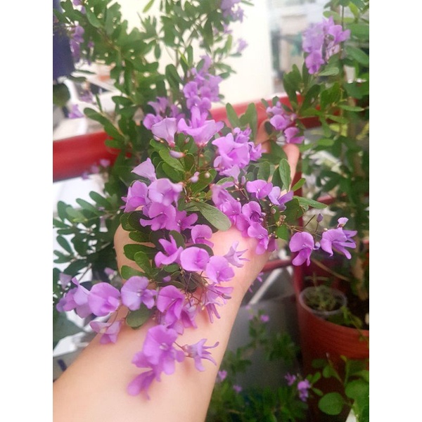 Phân bón rong biển, cải tạo đất, ổn định Ph đất, giúp cây đâm chồi