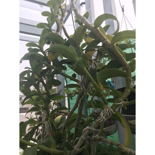 Phi Điệp Phú Thọ