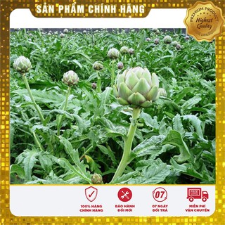 Hạt Giống Atiso Xanh - 4 Hạt