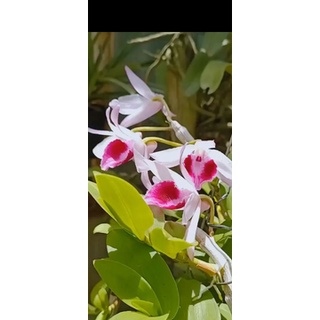 Lan giả hạc bệt lâm đồng