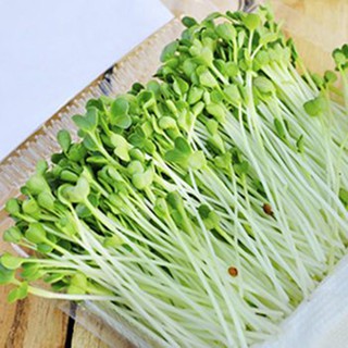 Hạt giống rau Mầm Củ Cải Trắng, thu hoạch sau 5-7 ngày gieo hạt - 20 Gr