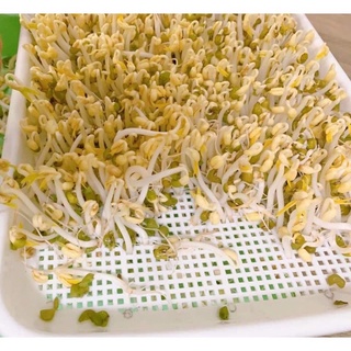 Khay trồng rau mầm