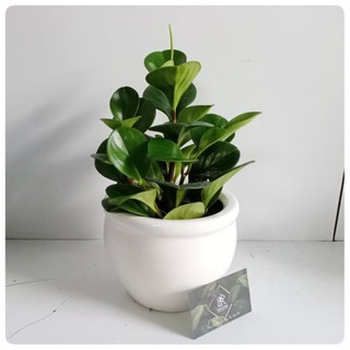 Chậu cây trường sinh để bàn, cây để bàn dễ chăm sóc