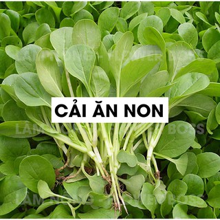 HẠT GIỐNG RAU SẠCH, RAU MẦM: cải ngọt ăn non, cải bẹ xanh ăn non, rau mầm lớn củ cải, mầm rau muống, mầm đỏ Thụy Sĩ