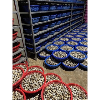 [GIAO LIÊN QUẬN] Trứng cút tươi - Vỉ 30 trứng - SHIP HOẢ TỐC