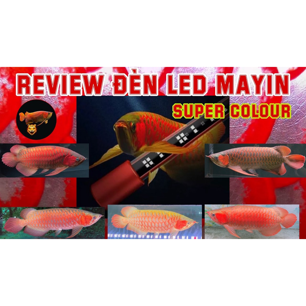 Đèn Led MAYIN Cho Cá Rồng Huyết Long/Bối Vàng - Mayin Super Colour, Plus, T5 Tanning Cá Rồng