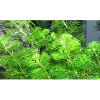 1 phần rong la hán xanh thủy sinh- 5 cọng