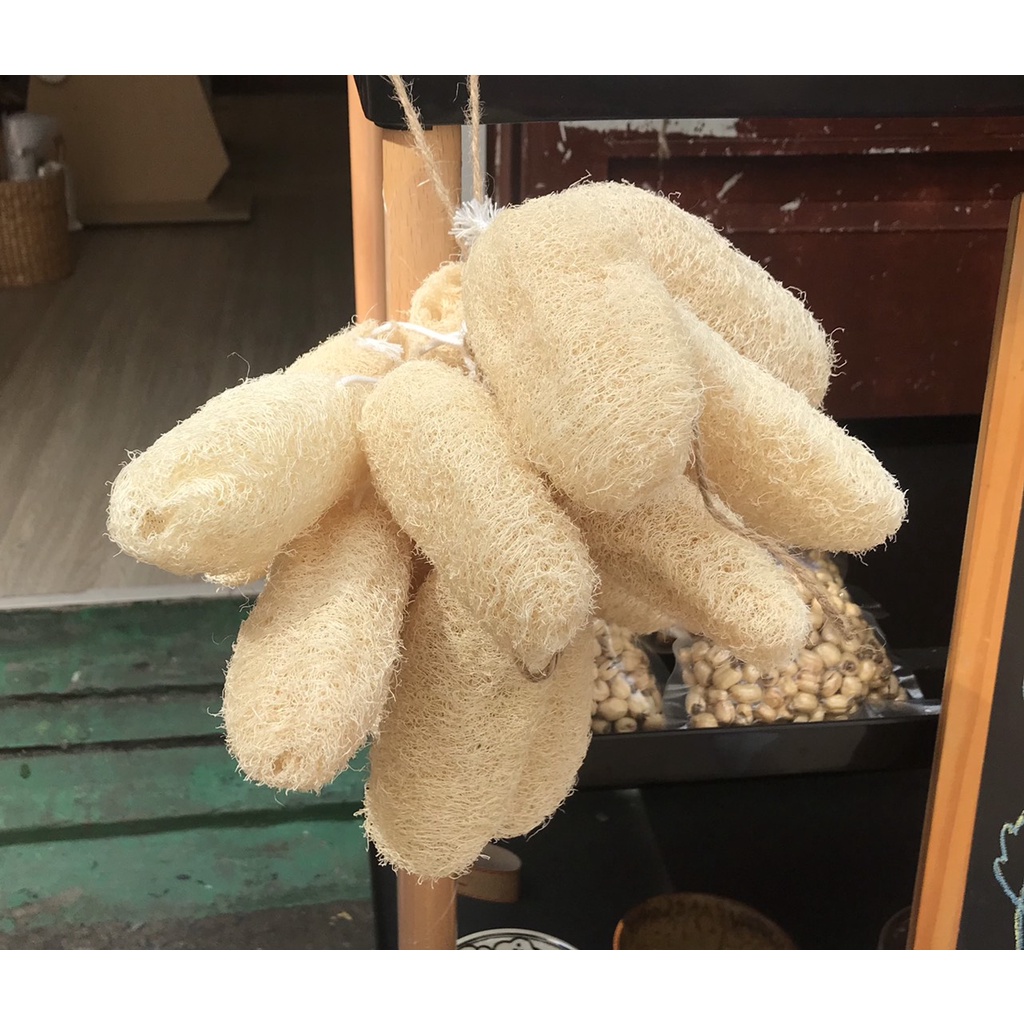 CÂY CHÀ LƯNG XƠ MƯỚP / BÔNG TẮM XƠ MƯỚP- LOOFAH