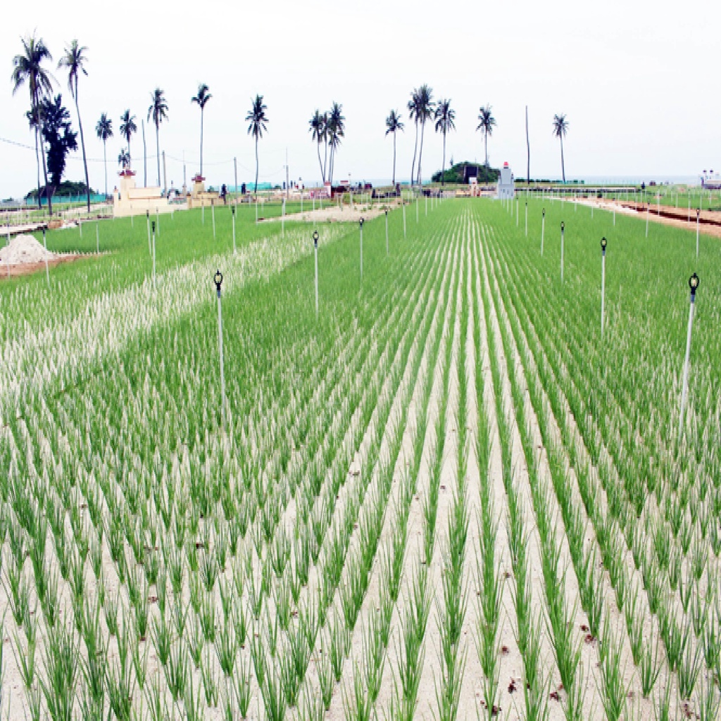 [Mã BMBAU50 giảm 7% đơn 99K] Hành tím Lý Sơn - Vương Quốc Tỏi - Túi lưới 100g - Thơm ngon, đặc biệt