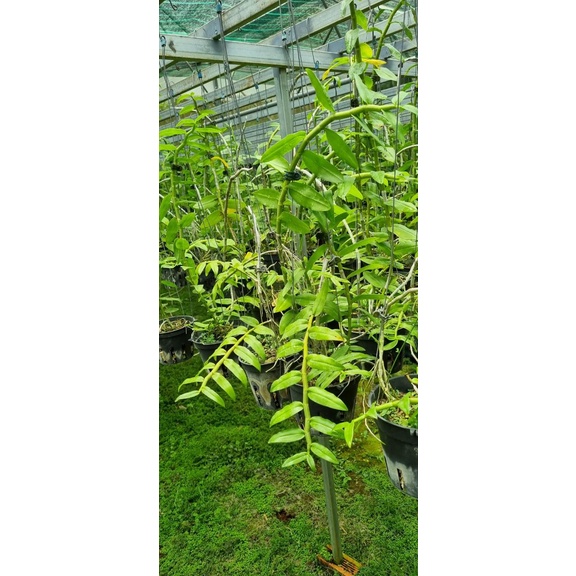Giã hạc tia chớp chậu khủng cao 60-70 đang chuẩn bị có nụ
