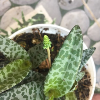 Cây tiểu mi/báo gấm