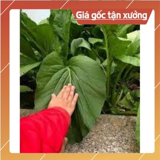 [ Hạt Giống Xịn ]  10gram - Hạt giống cải ngọt khổng lồ Dynamic Thái Lan