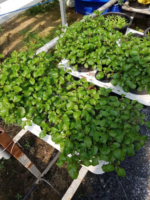 Rau dền Nhật _2 cây