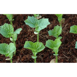 10 Hạt giống mướp đắng xanh