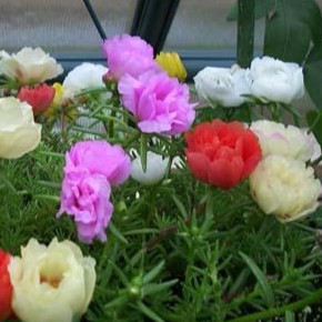 Hat Giống Hoa 10h, Hoa Mười Giờ Mỹ Portulaca - gói 0.3gr/200hạt