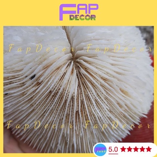 Bông Rạn San Hô Hải Quỳ Hình Chiếc Ô Siêu Đẹp Trang Trí Bể Cá, Thủy Sinh, Decor Nhà Cửa - FapFood