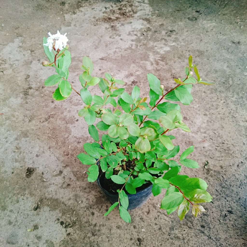 Cây tường vy hoa trắng - cây cảnh đẹp mau phát triển