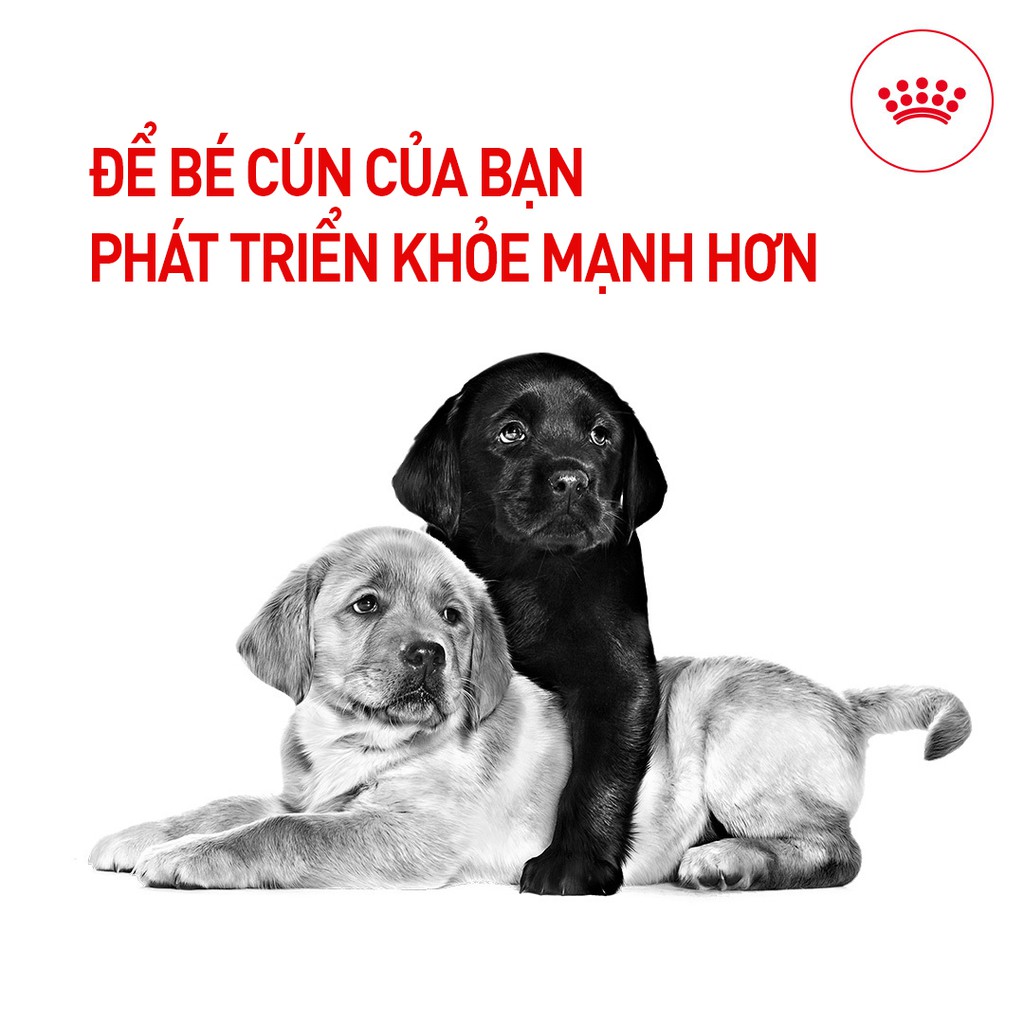 ROYAL CANIN - MINI STARTER MOTHER &amp; BABYDOG [ CHÍNH HÃNG ] - CHO CHÓ MẸ VÀ CHÓ CON GIỐNG NHỎ