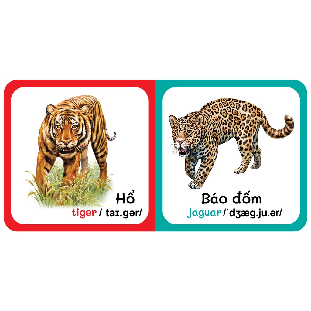 Sách - Baby'S First Picture Dictionary - Từ Điển Bằng Hình Đầu Tiên Của Bé - Động vật hoang dã - Wild Animals (Bìa Cứng)