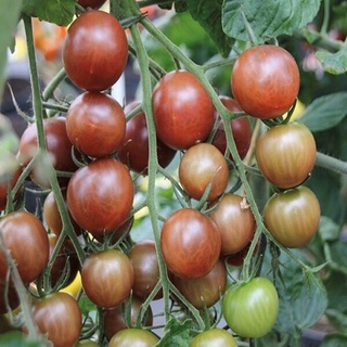 Hạt giống cà chua cherry đen lai F1 Rado 643 RD gói 0.1gr