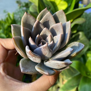 SEN ĐÁ NÂU TÍM GIỐNG MỚI 4-6cm