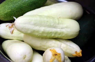 (80-100 hạt) - Hạt giống dưa chuột trắng