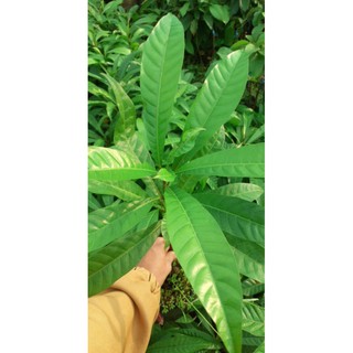 Cây lêkima (quả trứng gà)