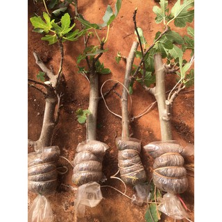 CÀNH CHIẾT SUNG MỸ