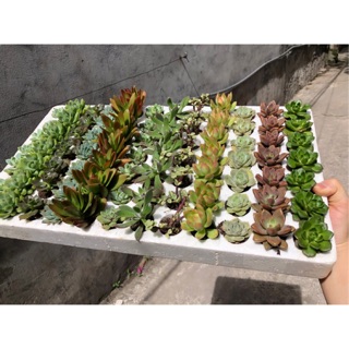 1 vỉ 84 cây giống sen đá mini mix màu ( khách mua sỉ vui lòng nhắn shop)