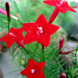 Bộ gói hạt giống Tóc tiên