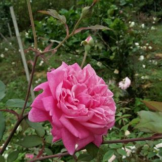 Đơn hàng áo của Nguyễn Hồng Vy