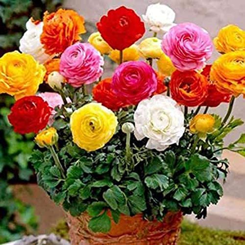 UtopiaSeeds 24 Hỗn hợp HẠT GIỐNG HỒNG RI BA TƯ - MAO LƯƠNG hoa mẫu đơn Pháp