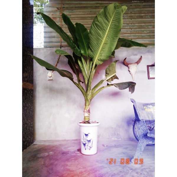 cây của tôi....