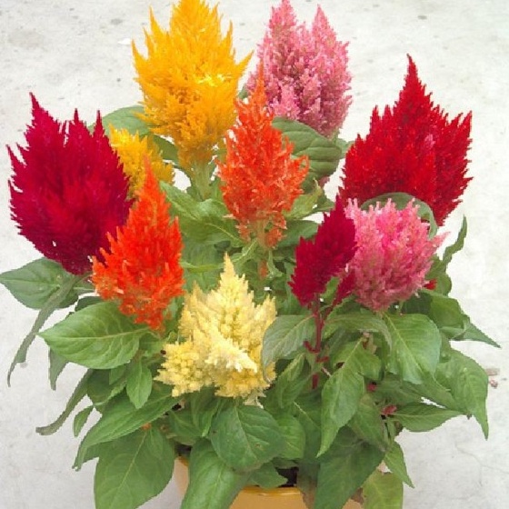 Hạt giống hoa mồng gà lửa nhiều màu f1-  gói 50 hạt-tặng kèm gói phân bón lót