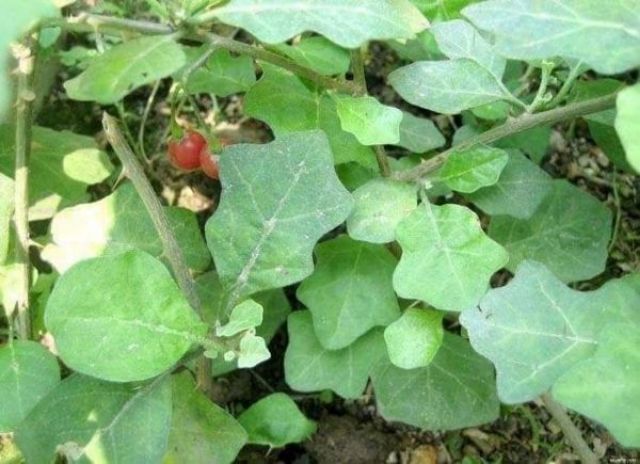2 hộp cà gai leo mật ong mát gan, thải độc gan