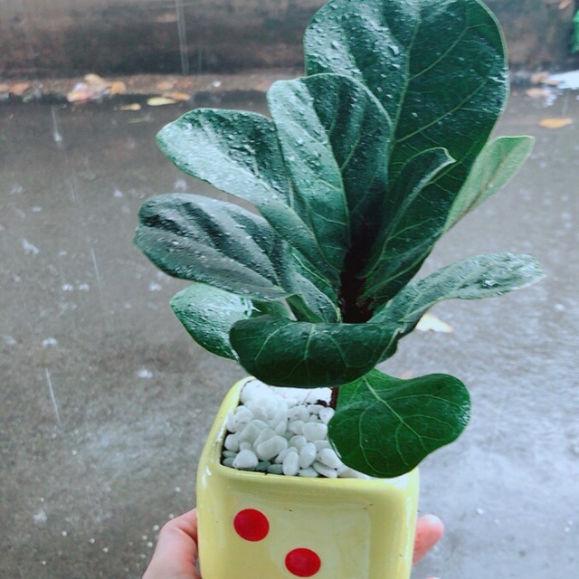 Chậu Bàng Singapore