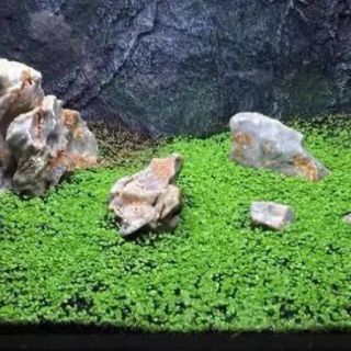 Hạt giống thủy sinh trân châu nhật