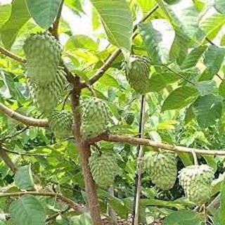 Chậu cây na thái ( mãng cầu na thái) [ ship cực rẻ ]