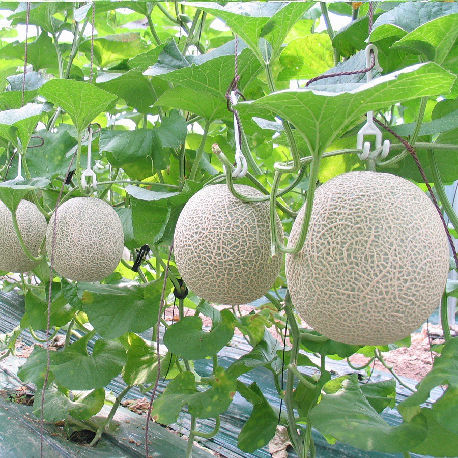 20 HẠT GIỐNG DƯA LƯỚI - Tỷ Lệ Nảy Mầm Trên 85% - Học Viện Nông Nghiệp Việt Nam