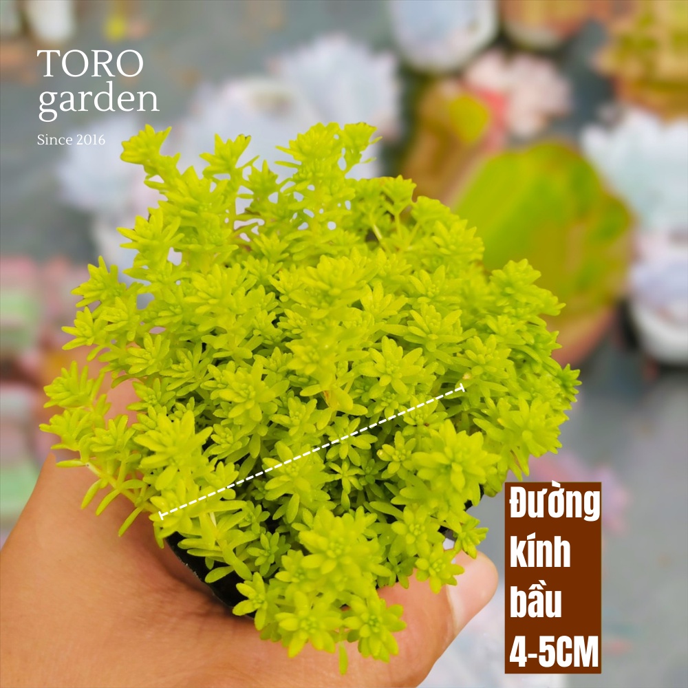 CỎ SEDUM VÀNG ĐÀ LẠT SIZE BÉ, SIÊU KHOẺ ĐẸP, THUẦN MỌI KHÍ HẬU, HƯ 1 ĐỔI 1