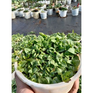 Cây Quế Vị Xá Xị Chậu Lớn 😌
