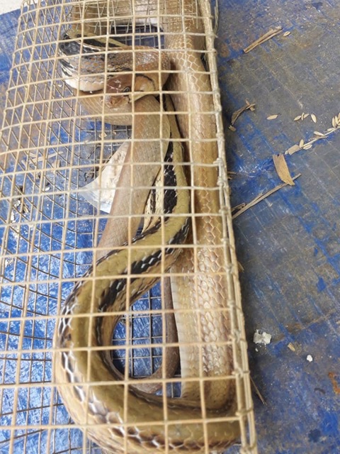 BẪY RẮN THÔNG MINH