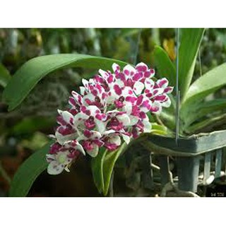 Chai giống Ngọc Điểm bò sữa - Chai Thái
