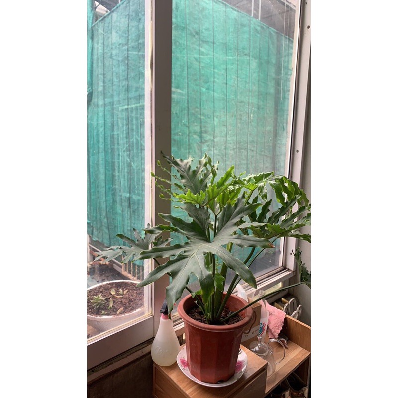 CÂY TRẦU BÀ THANH XUÂN, Trầu bà lá xẻ