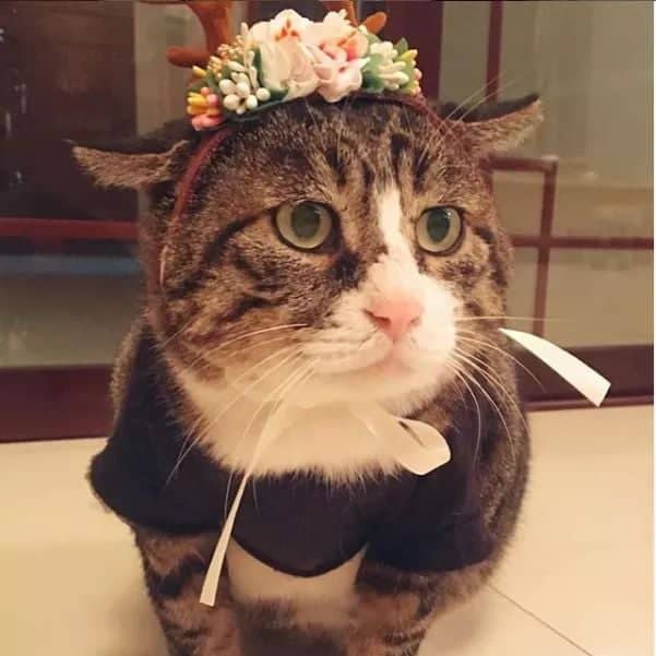 Mũ Sừng Hươu Cài Hoa Màu Trắng Hồng Cho Thú Cưng (Có ảnh thật)